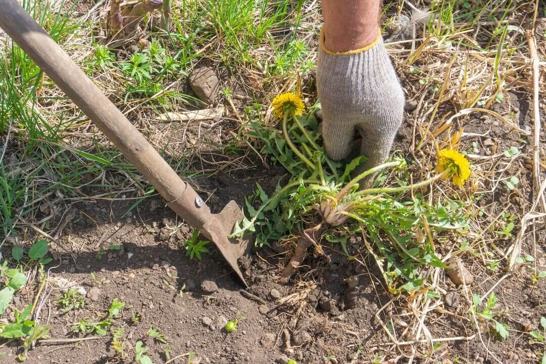 Lawn Care Service Detroit Lakes, MN