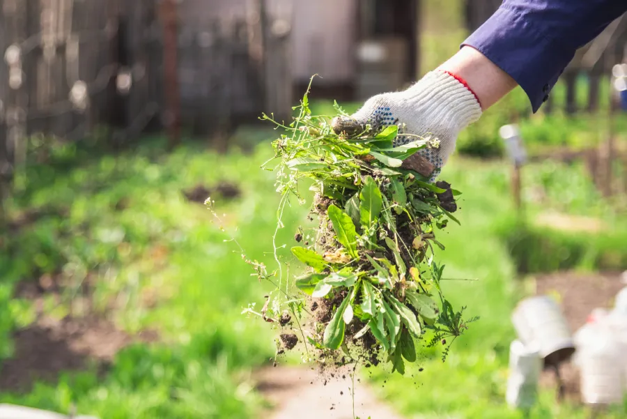 Chips Clips Lawncare MN's Other Services