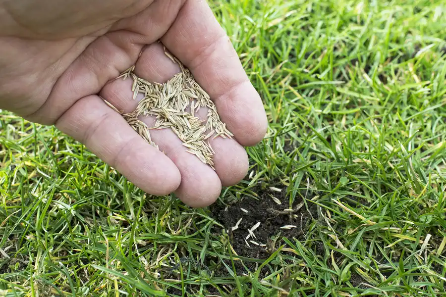 Overseeding Benefits For Seasonal Lawns Detroit Lakes, MN