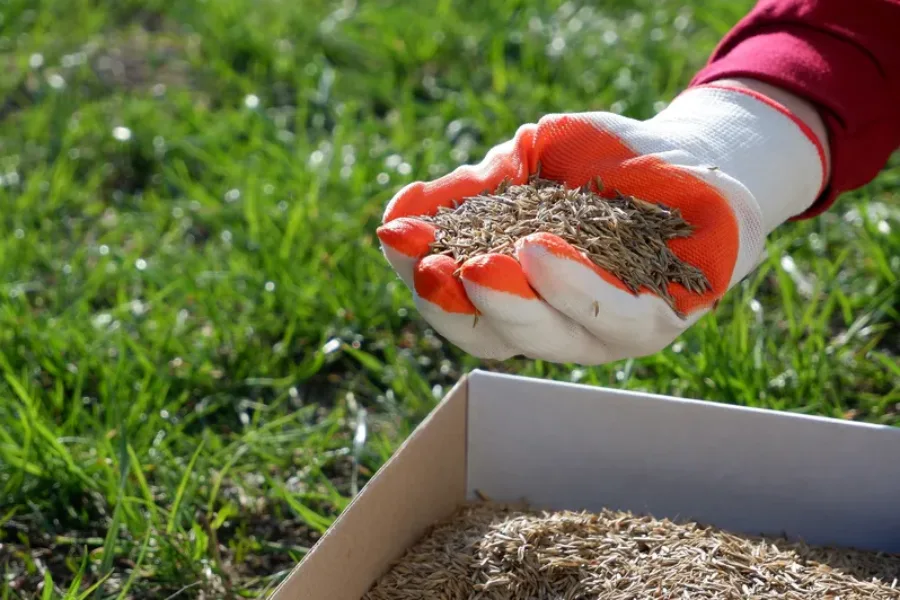 Overseeding Benefits For Seasonal Lawns in Detroit Lakes, MN