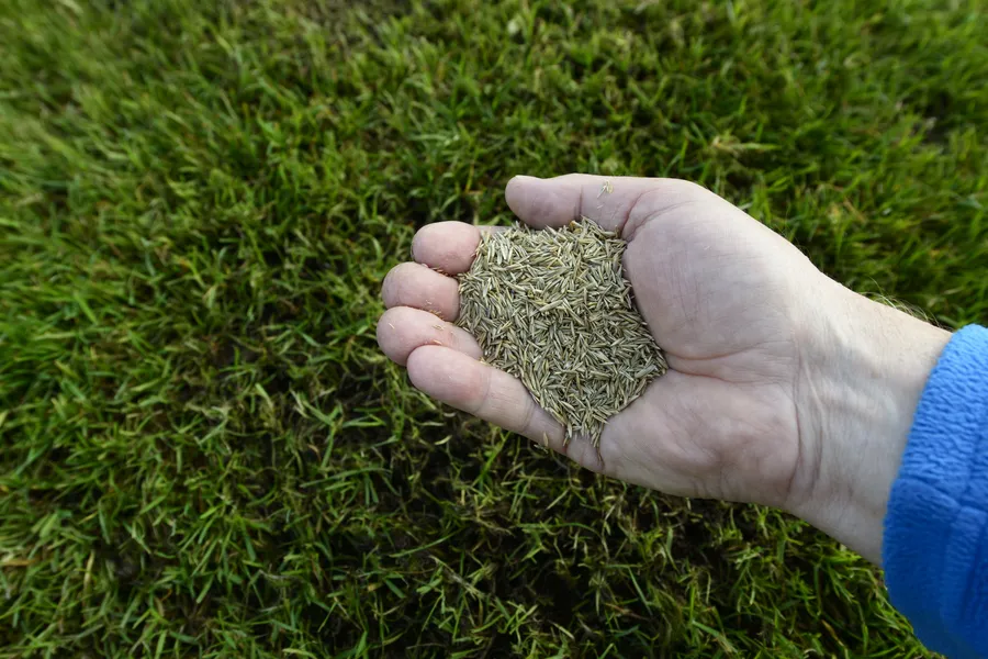 Professional Overseeding Detroit Lakes, MN