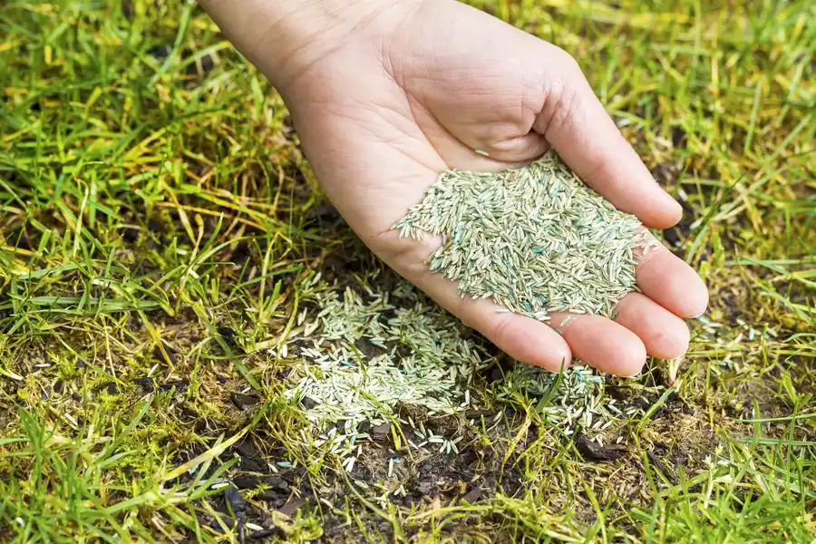 Reputable Overseeding Detroit Lakes, MN