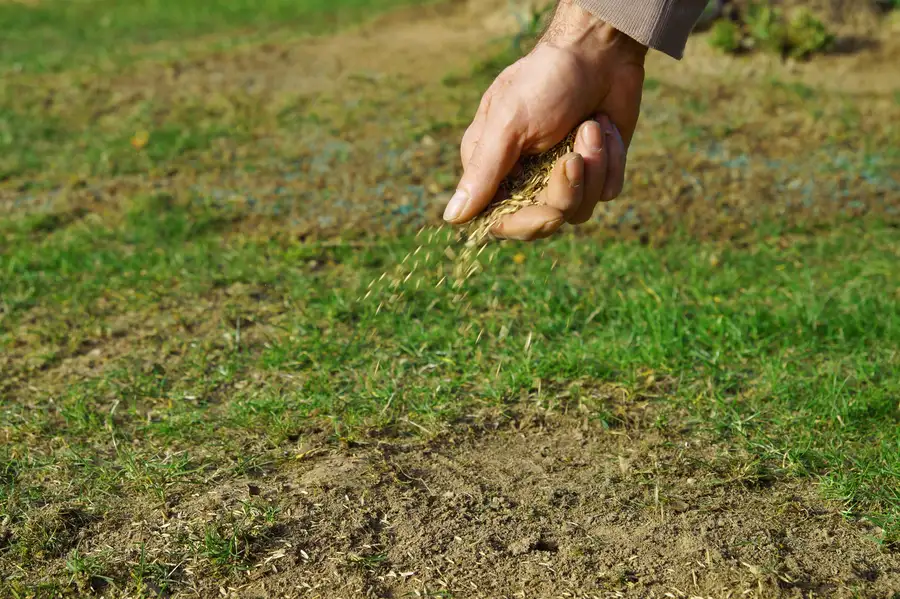 Superior Overseeding Detroit Lakes, MN