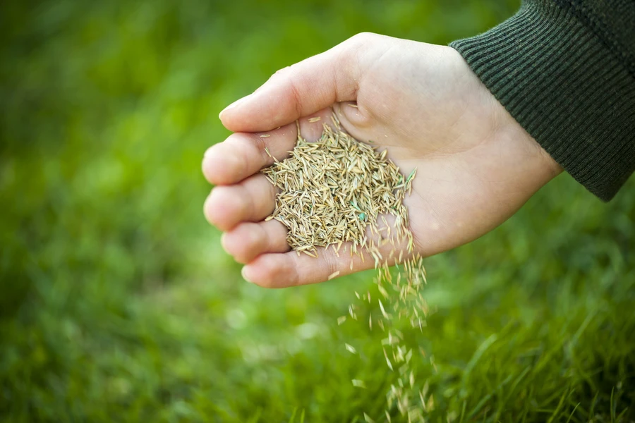 The Role Of Overseeding In Lawn Recovery Detroit Lakes, MN