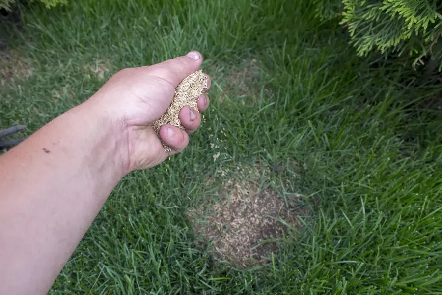 The Role Of Overseeding In Lawn Recovery in Detroit Lakes, MN